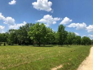Pecan Orchard Cleanup