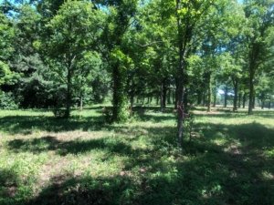 Read more about the article Pecan Orchard Cleanup II