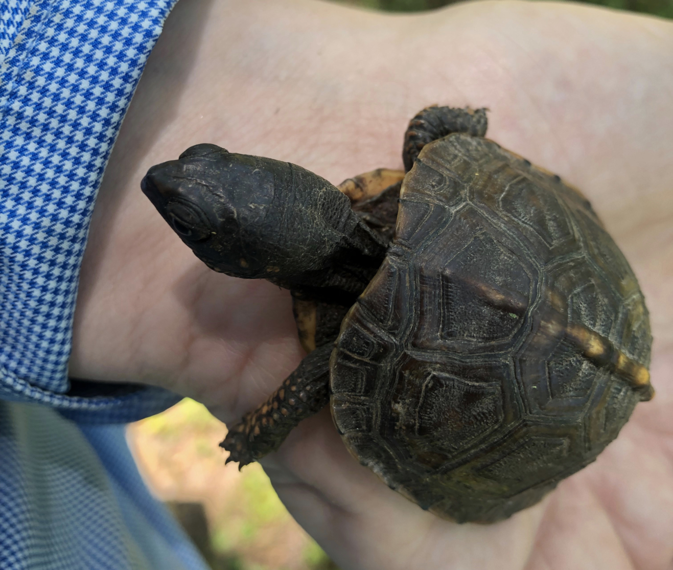 the-baby-snapping-turtle-wren-farms