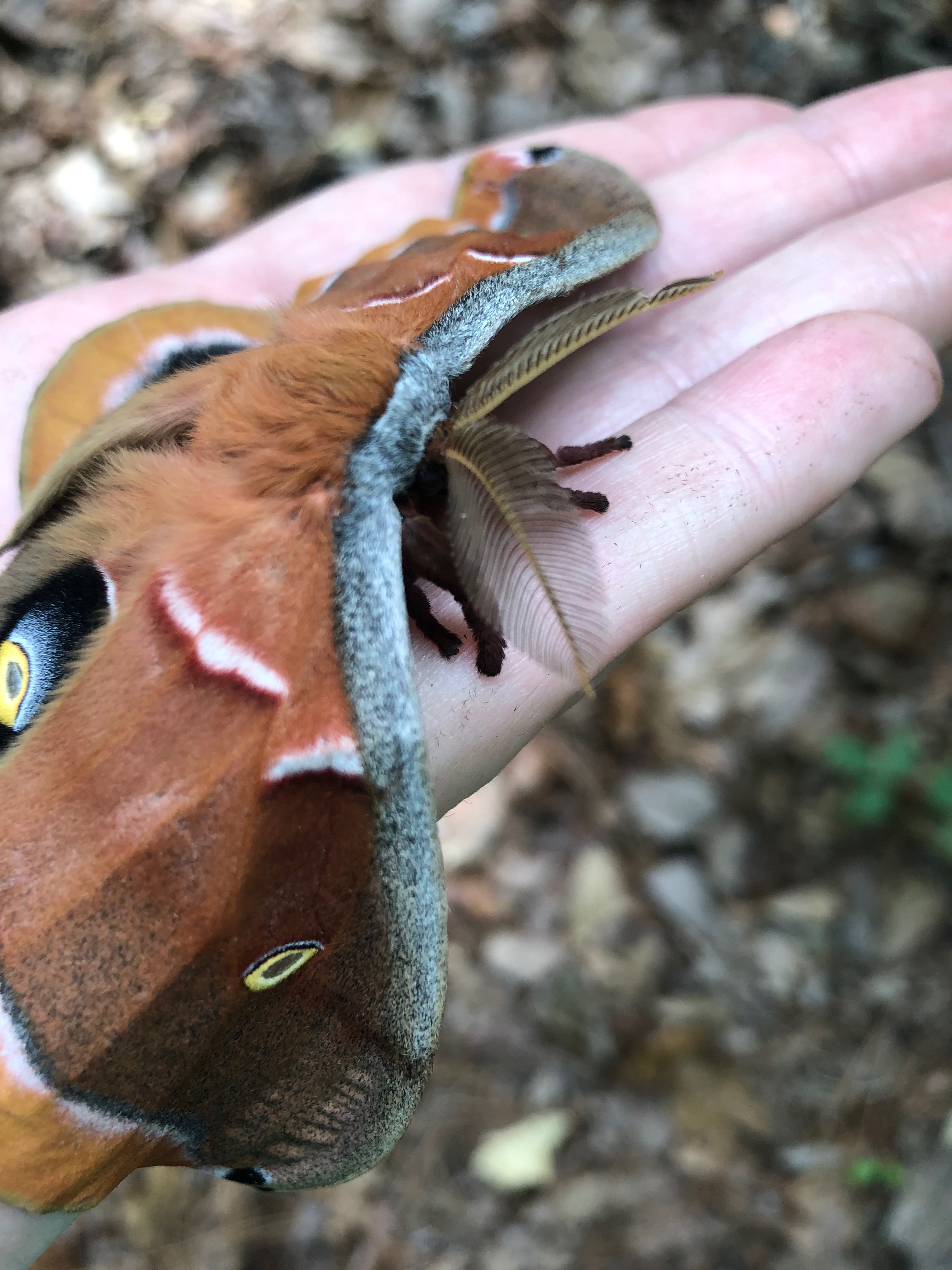 You are currently viewing The Polyphemus Moth