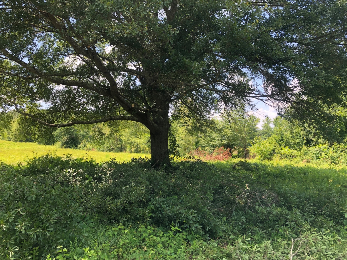 Pecan Orchard. Done! Wren Farms