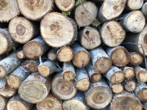 Read more about the article Timber! (Lots of It.)